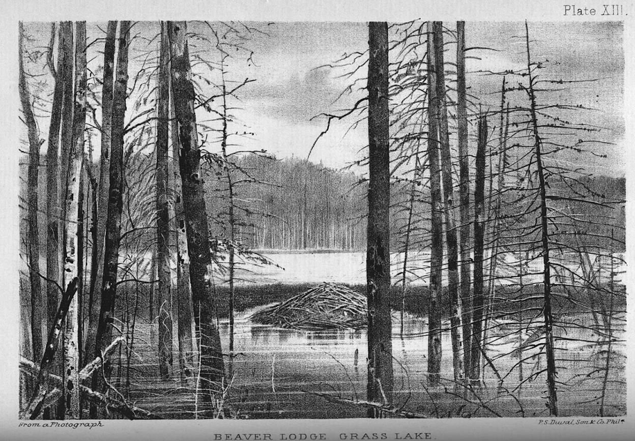 A black and white photo of a swamp